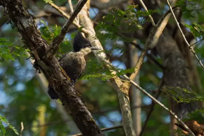 Heart-spotted Woodpecker