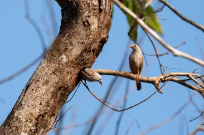 Malabar Starling