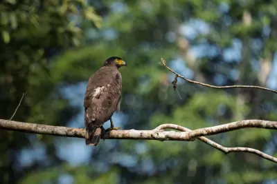 Crested Serpent-Eagle