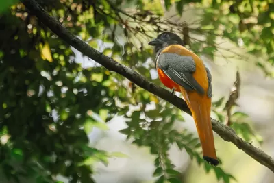 Malabar Trogon