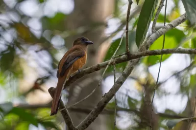 Malabar Trogon