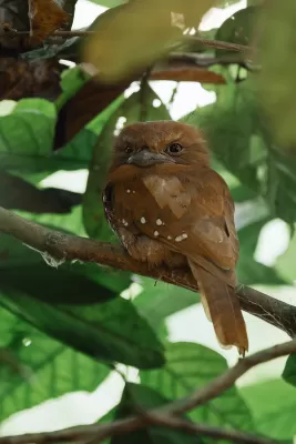 Sri Lanka Frogmouth