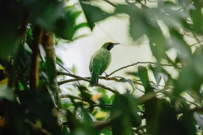 Golden-fronted Leafbird
