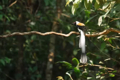 White-bellied Treepie