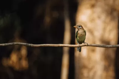 White-cheeked Barbet