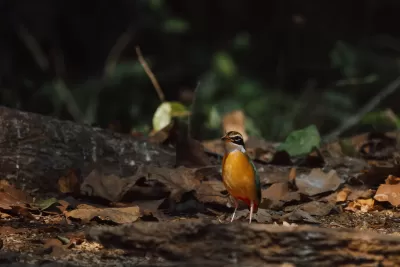 Indian Pitta
