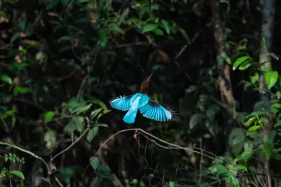 White-throated Kingfisher