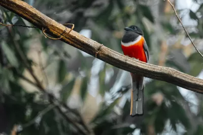 Malabar Trogon