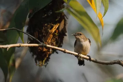 Crimson-backed Sunbird