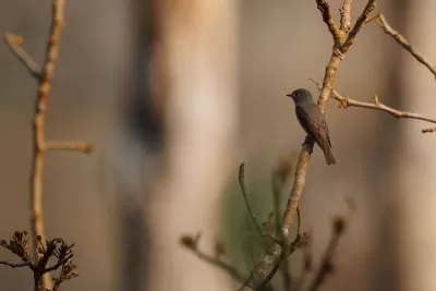 Asian Brown Flycatcher