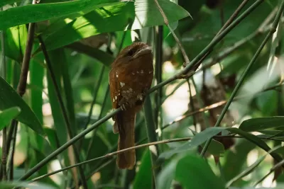 Sri Lanka Frogmouth