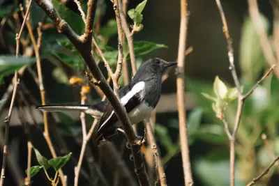 Oriental Magpie-Robin