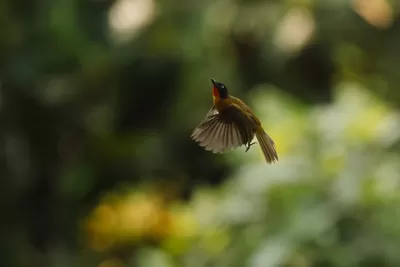 Flame-throated Bulbul