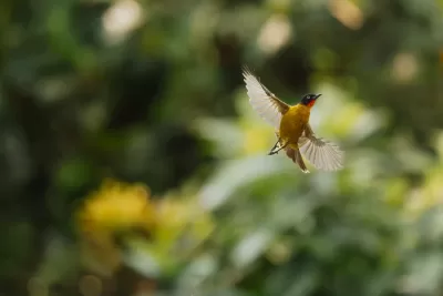 Flame-throated Bulbul